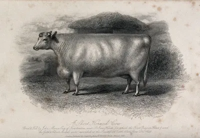 A short horned cow