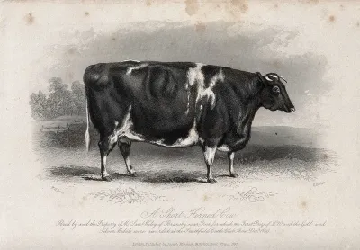 A short horned cow