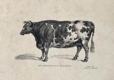 A short horned cow