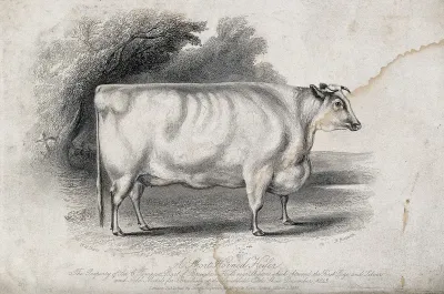 A short horned heifer