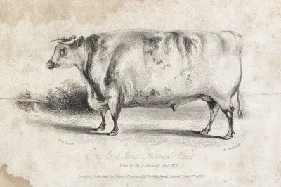 A short horned ox
