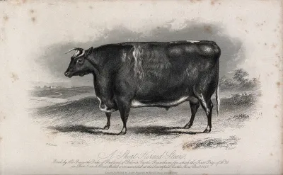 A short horned steer