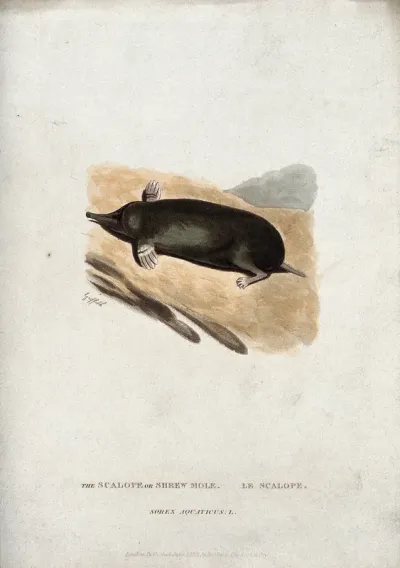 A shrew-mole (Scalops species)