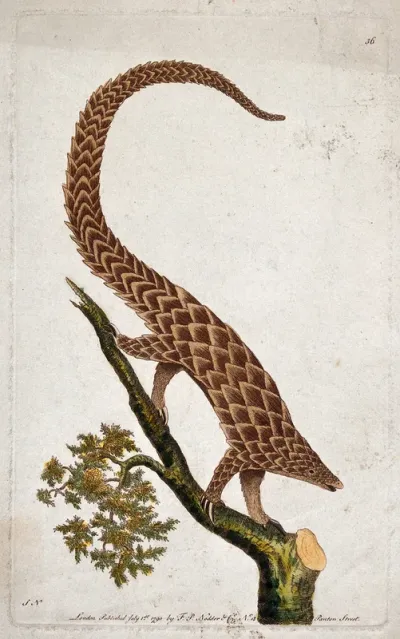 A Siberian four toed mantis climbing down a branch of a tree