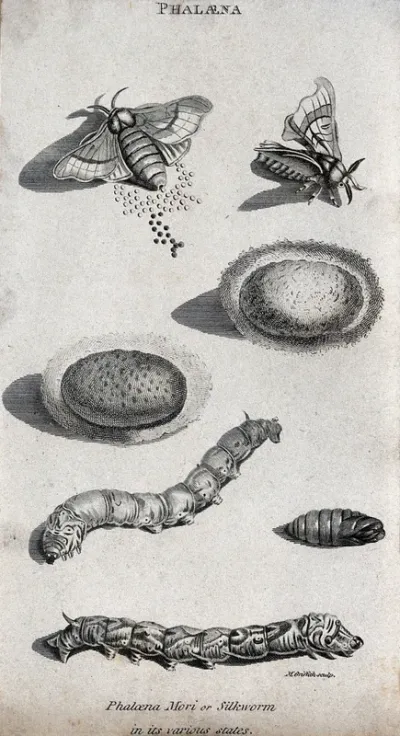 A silkworm (Phaloena mori) shown as imago, larva, pupa and egg
