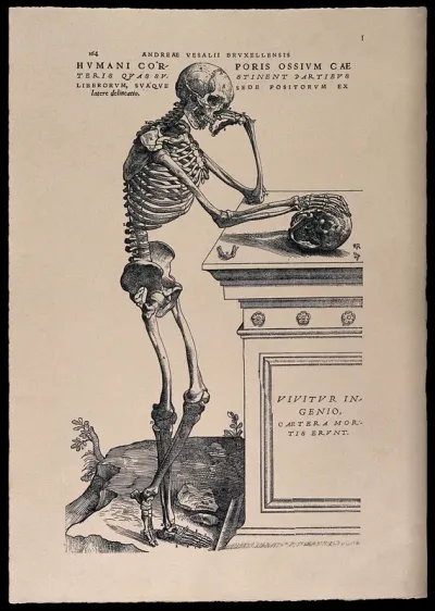A skeleton, contemplating a skull: lateral view