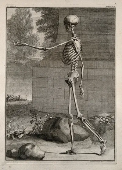 A skeleton, side view, walking with left arm extended