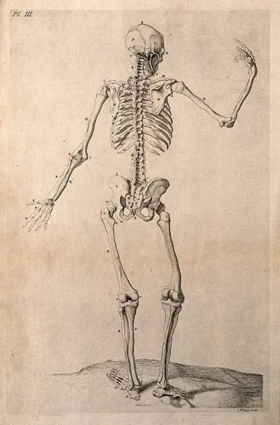 A skeleton with right hand raised, seen from behind