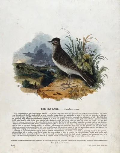 A sky-lark sitting on a rock before a bucolic landscape