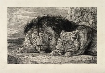 A sleeping lion and lioness