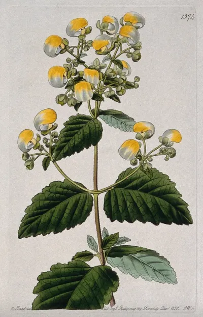 A slipper flower (Calceolaria diffusa): flowering stem