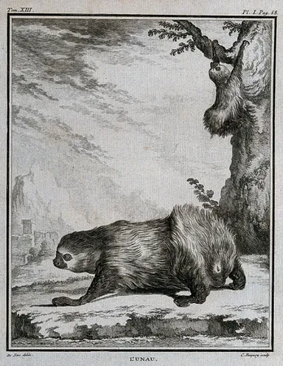A sloth; sloth in a tree in background