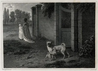 A small and a large pug are standing outside the gate of a walled garden
