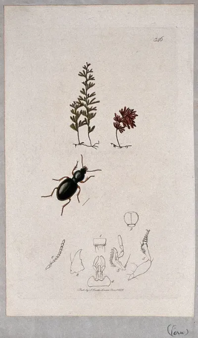 A small fern with an associated beetle and its anatomical segments