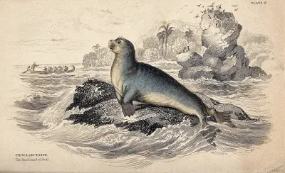 A small nailed seal (phocaleptonyx) sitting on a rock in the sea