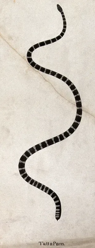 A snake, black or dark grey in colour, with white cross-banded markings