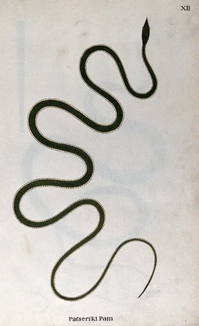 A snake, bright green in colour with a pale underbelly (?)