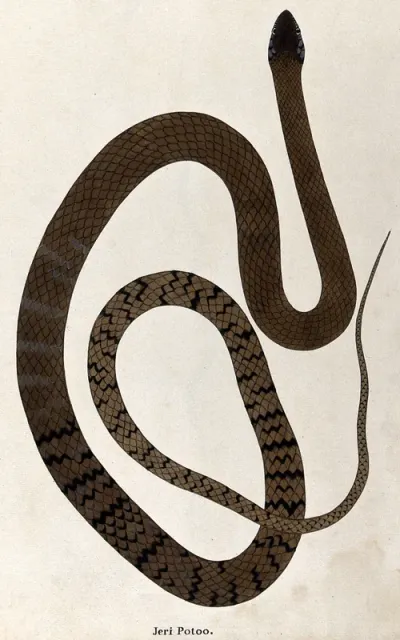A snake, brown in colour, with broken black cross-banded markings on the lower body