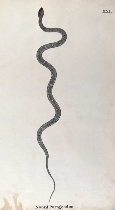 A snake, (bungarus caeruleus?) slender and pale grey in colour, with small white lozenge-shaped markings flecked with black