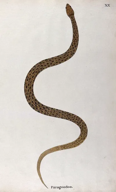A snake, (bungarus caeruleus?) yellow and tan in colour, with brown and black diamond-shaped markings