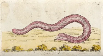 A snake. Coloured etching, ca. 1791