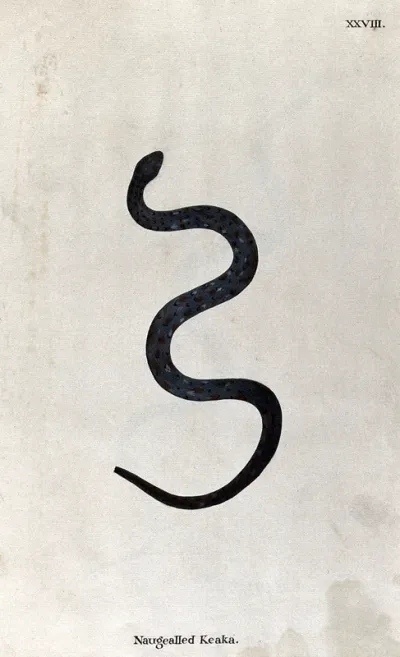 A snake, dark blue-grey in colour, with brown, black and pale blue flecked markings