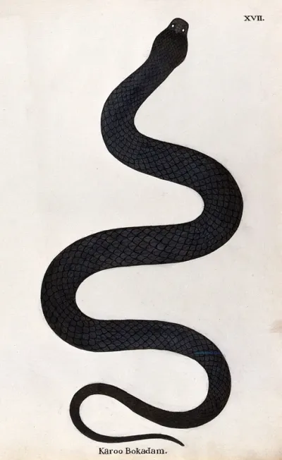 A snake, dark brown in colour and stout in shape