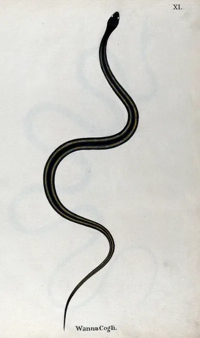 A snake, dark brown in colour, with black cross-bands and two yellow lines running along the length of the back