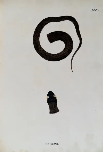 A snake, dark brown in colour with yellow markings on either side of the eyes: two figures, showing the head, and the lower part of the body