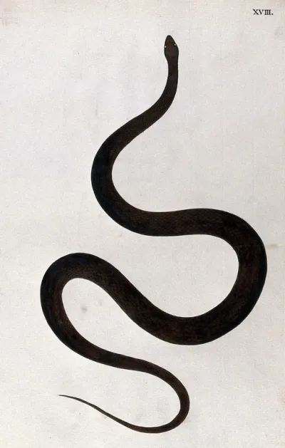 A snake, dark brown in colour