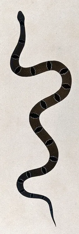 A snake, dark green/brown in colour, with dark brown oval-shaped markings or cross-bands edged in white