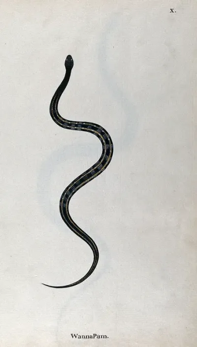 A snake, dark green in colour with pale cross-bands and two narrow yellow bands running along the length of the back