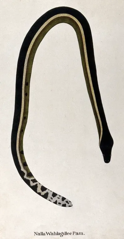A snake, dark in colour, with a yellowish stripe running along its side, a green underbelly and a white tail with patchy black markings