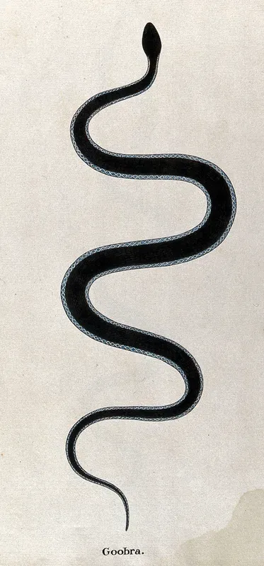 A snake, dark in colour with bands of blue and white running along each side