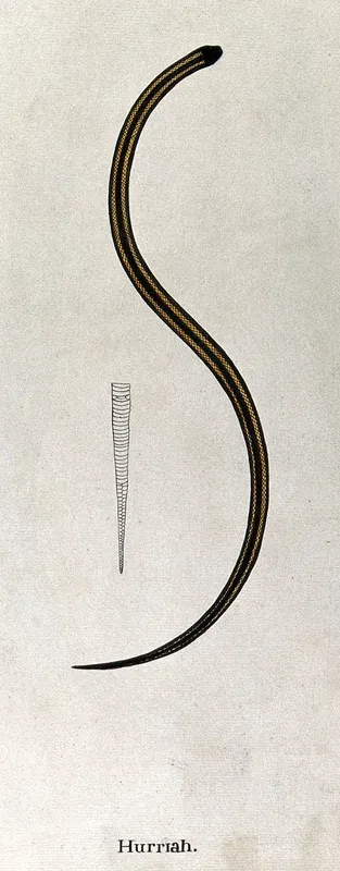 A snake, dark in colour, with two yellow stripes running the length of its body: also includes an outline drawing showing the underside of the tail