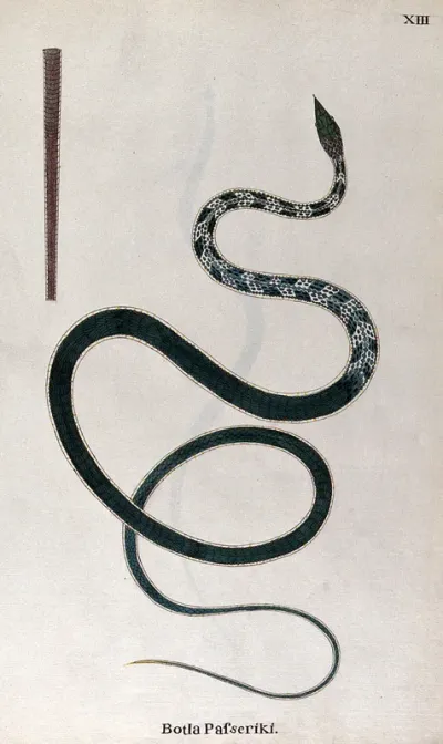 A snake, green in colour with white markings the upper body: includes a detail of the tail's underside