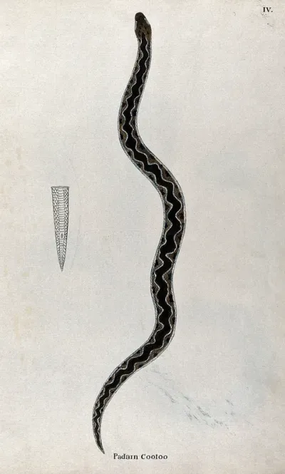 A snake, light brown in colour with dark brown patches and wavy line on its back, edged with white: includes outline drawing of the tail