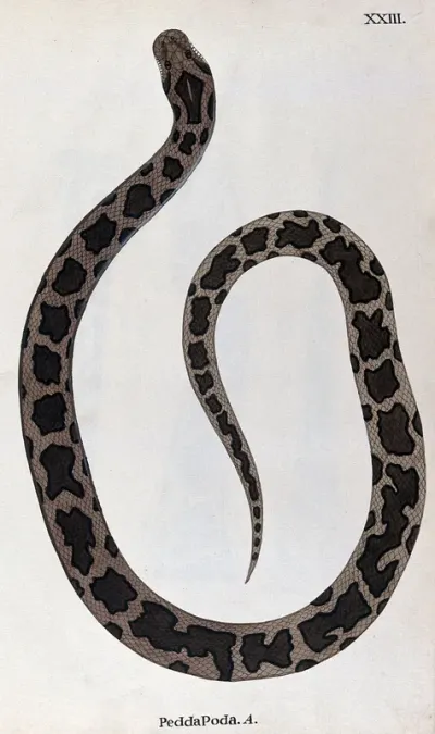 A snake, light brown in colour, with dark brown patches edged in black