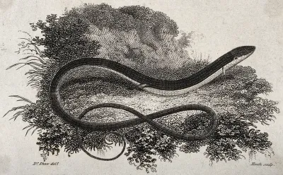 A snake-like reptile with legs