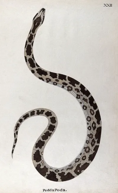 A snake, pale buff in colour, with dark brown patches edged in white and a white underbelly