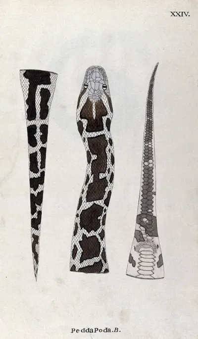 A snake, pale in colour, with dark brown patches edged with black: three figures, showing the head and neck, and the tail seen from above and below