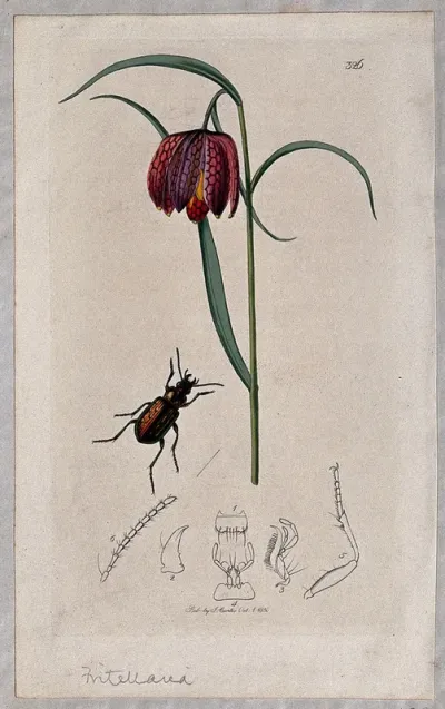 A snake's head or guinea flower (Fritillaria meleagris) with an associated beetle and its anatomical segments