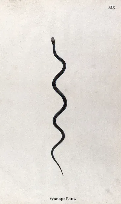 A snake, slender and brown in colour, with black and tan speckled markings between two blue lines, which run the length of the back