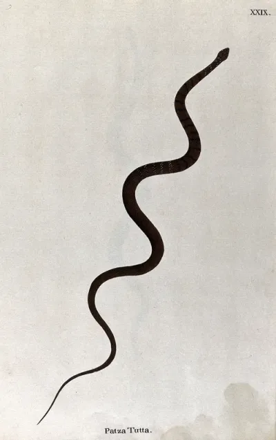 A snake, slender and brown in colour, with dark narrow cross-banded markings on the upper body