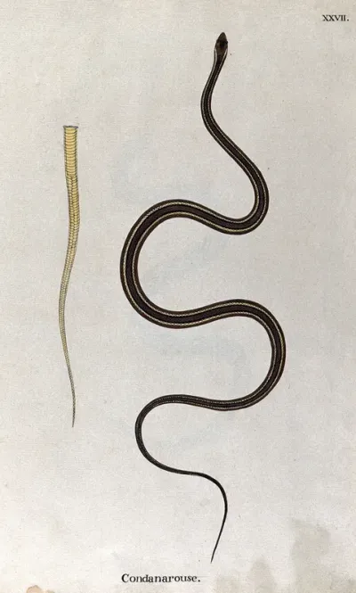 A snake, slender and brown in colour, with yellow, black and purple stripes running along the length of its back: includes a detail of the underside of the tail