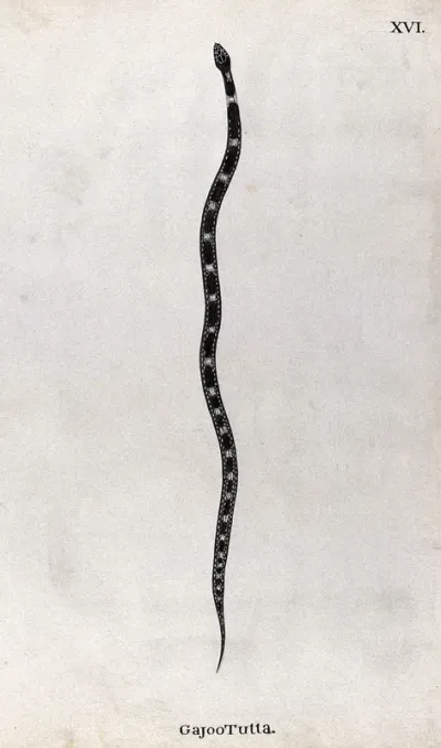 A snake, slender and dark brown in colour, with pale patches between two white dotted lines, which run along the length of the back
