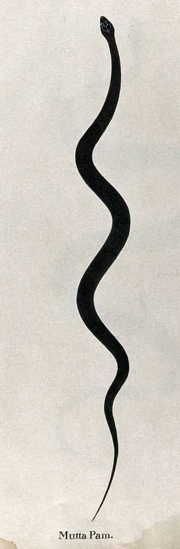 A snake, slender and dark brown in colour