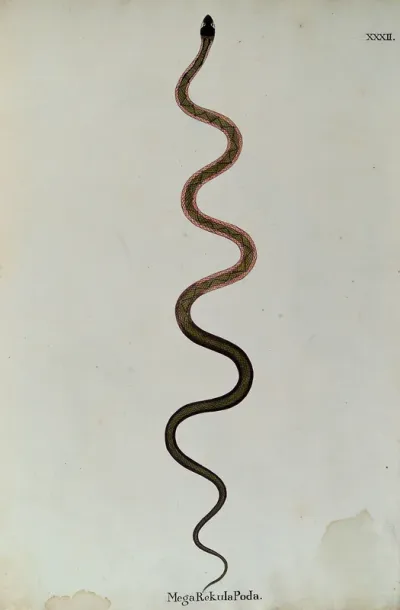 A snake, slender and green in colour, with a darker zig-zag marking along its back and bands of pink running along each side of the upper body