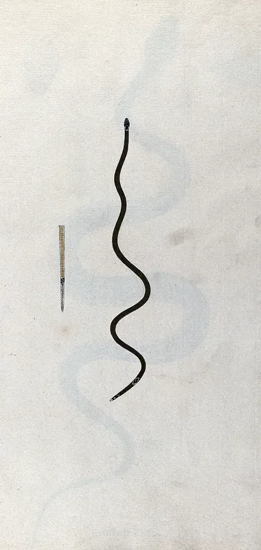 A snake, slender and green in colour with a small black marking, edged with white, near the tail: includes a detail of the underside of the tail