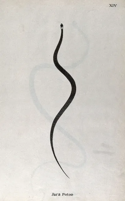 A snake, slender and grey in colour, with white marking on the head